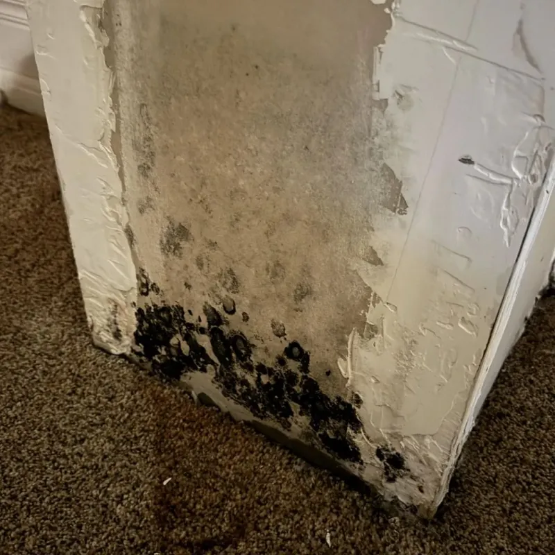 Professional Mold Removal in Madison County, AL